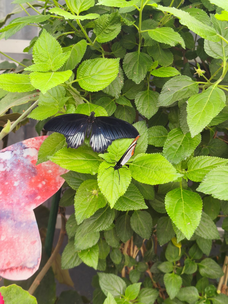 MVIMG_20260714_112432.jpg
